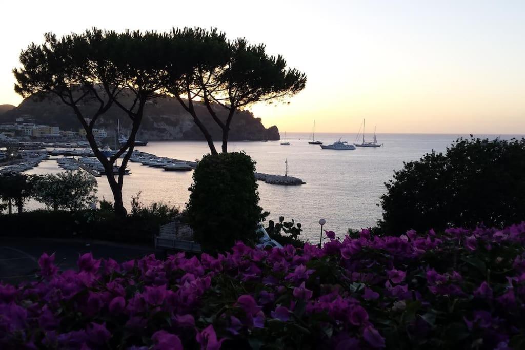 Giardino Mediterraneo Lacco Ameno  Eksteriør billede
