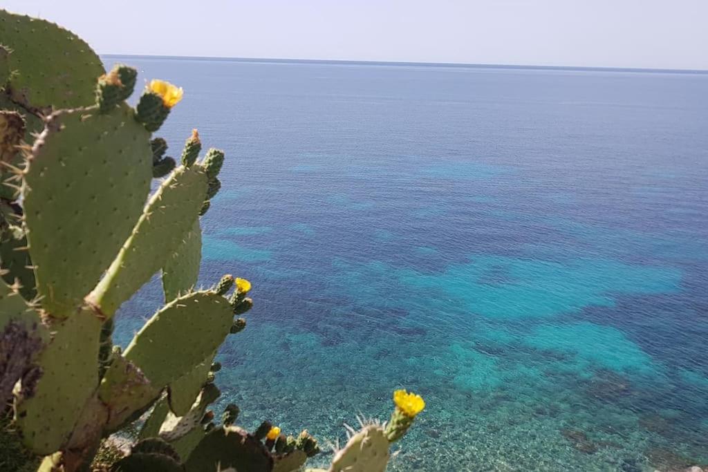 Giardino Mediterraneo Lacco Ameno  Eksteriør billede